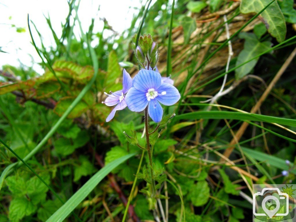 Speedwell