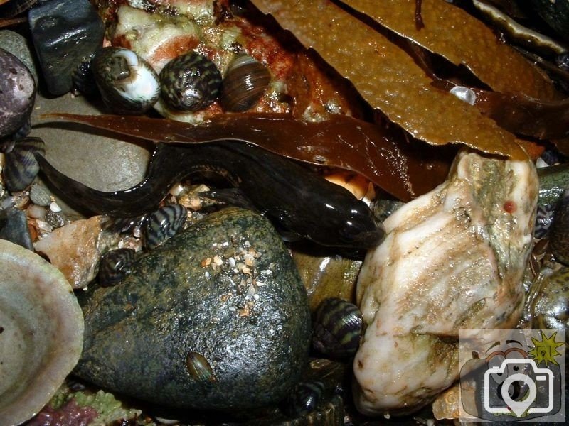 Spot the sucker fish!