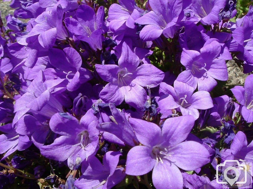 Spreading bellflower (campanula patula)