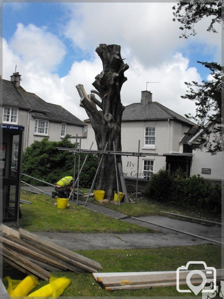 St Clare flats tree, Before it was turned into a work of art