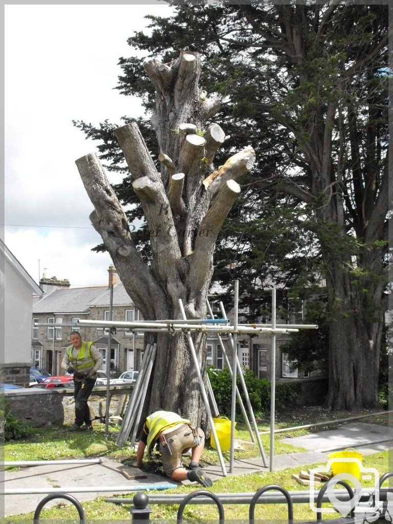 St Clare flats tree, Before it was turned into a work of art