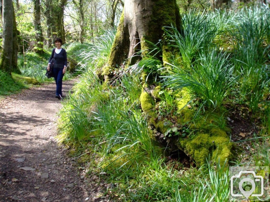 St Loy - The wooded path to the cove