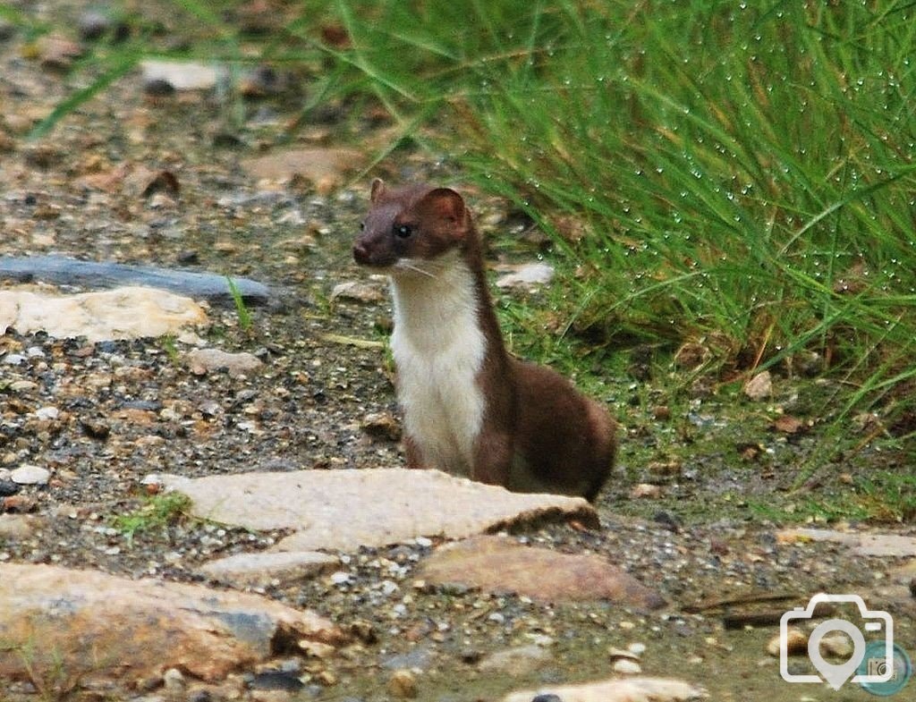 Stoat