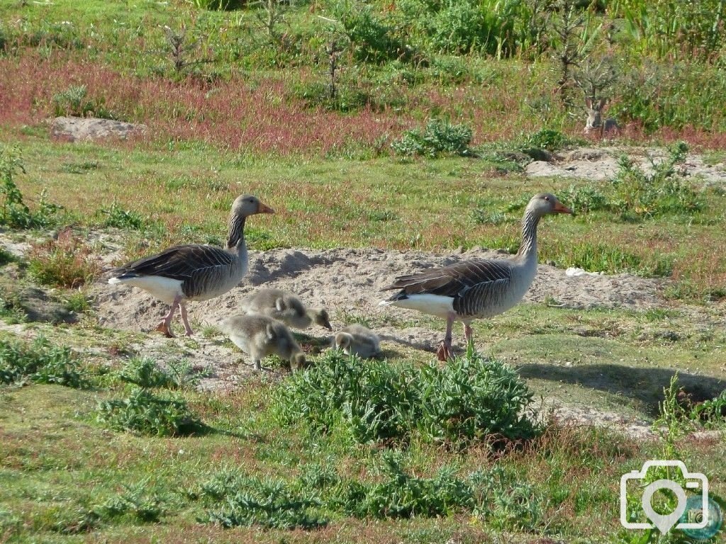 Summery selection: Goose family at Marazion Marsh