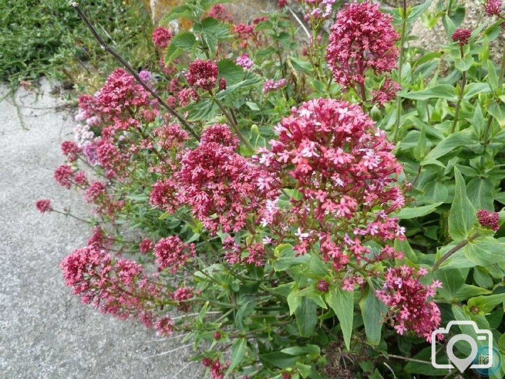 Summery selection: red valerian