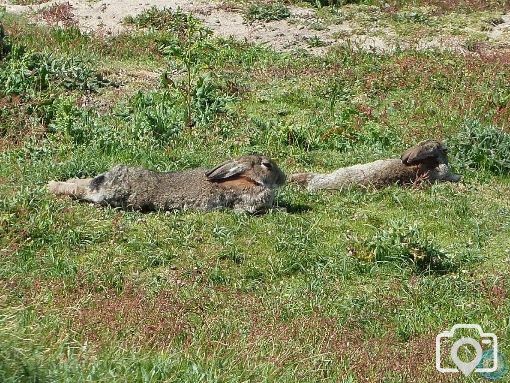 Summery selection: sleepy rabbits at Marazion Marsh