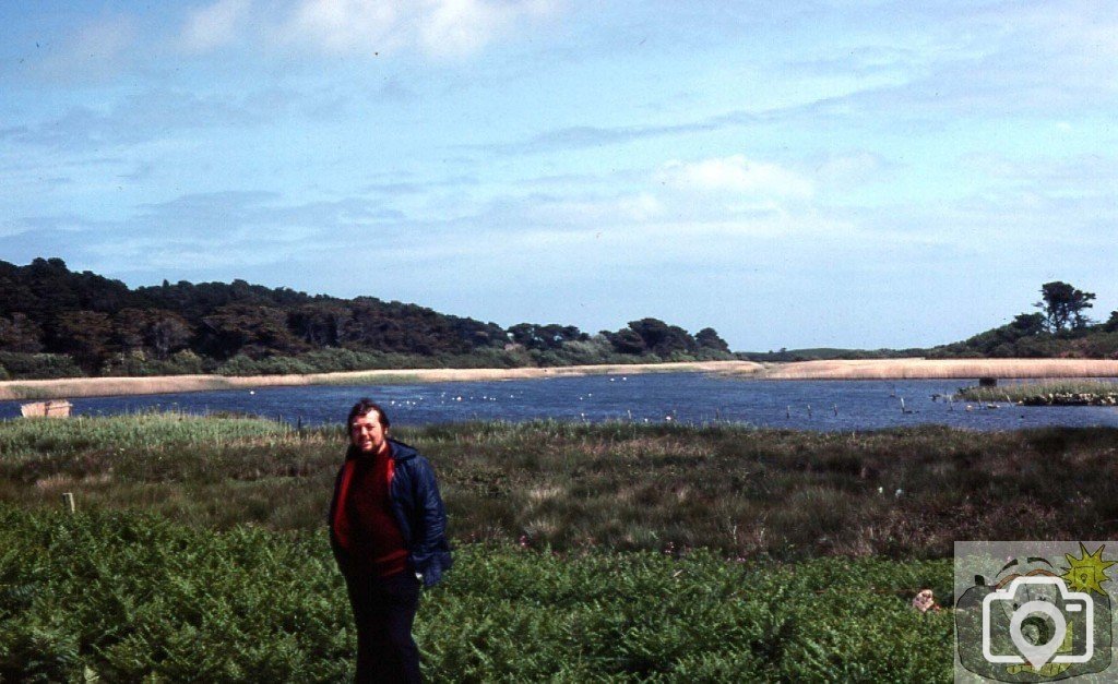 Swallows swooped for insects over the lake, Tresco