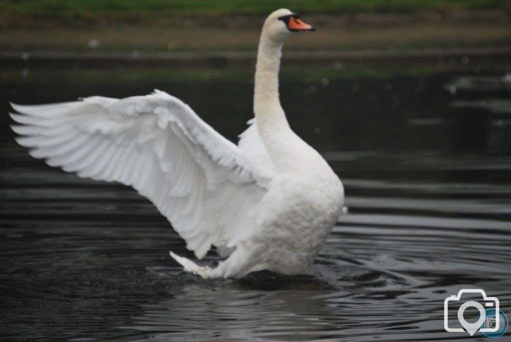 swan