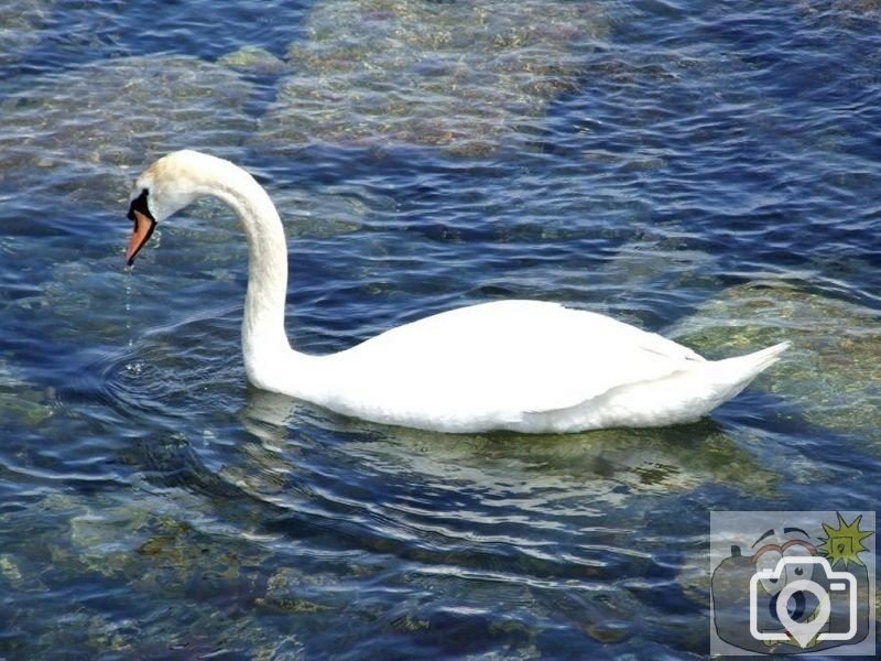 Swanning along the shore