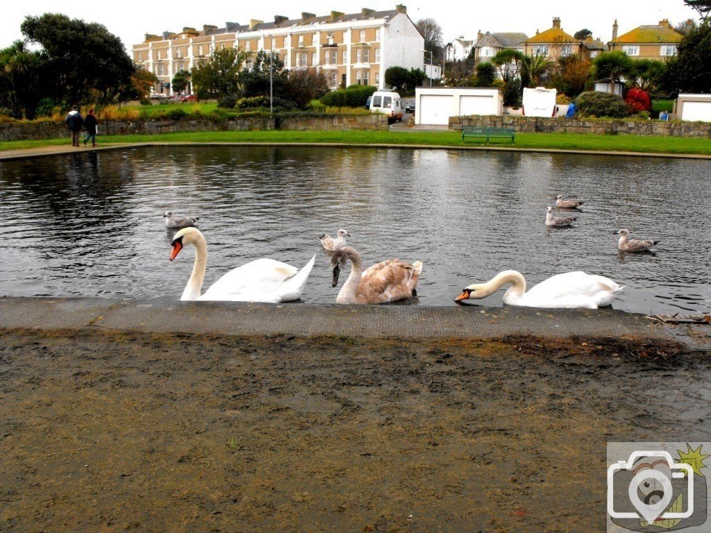 Swans a-swimming