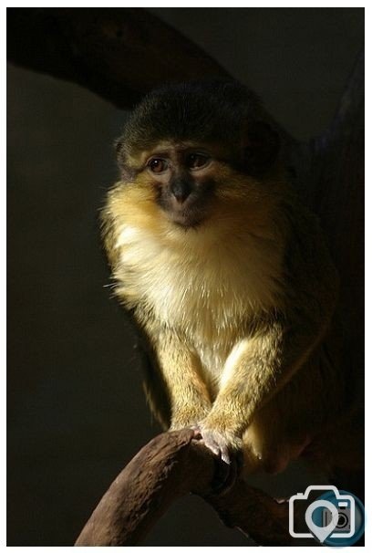 Talapoin