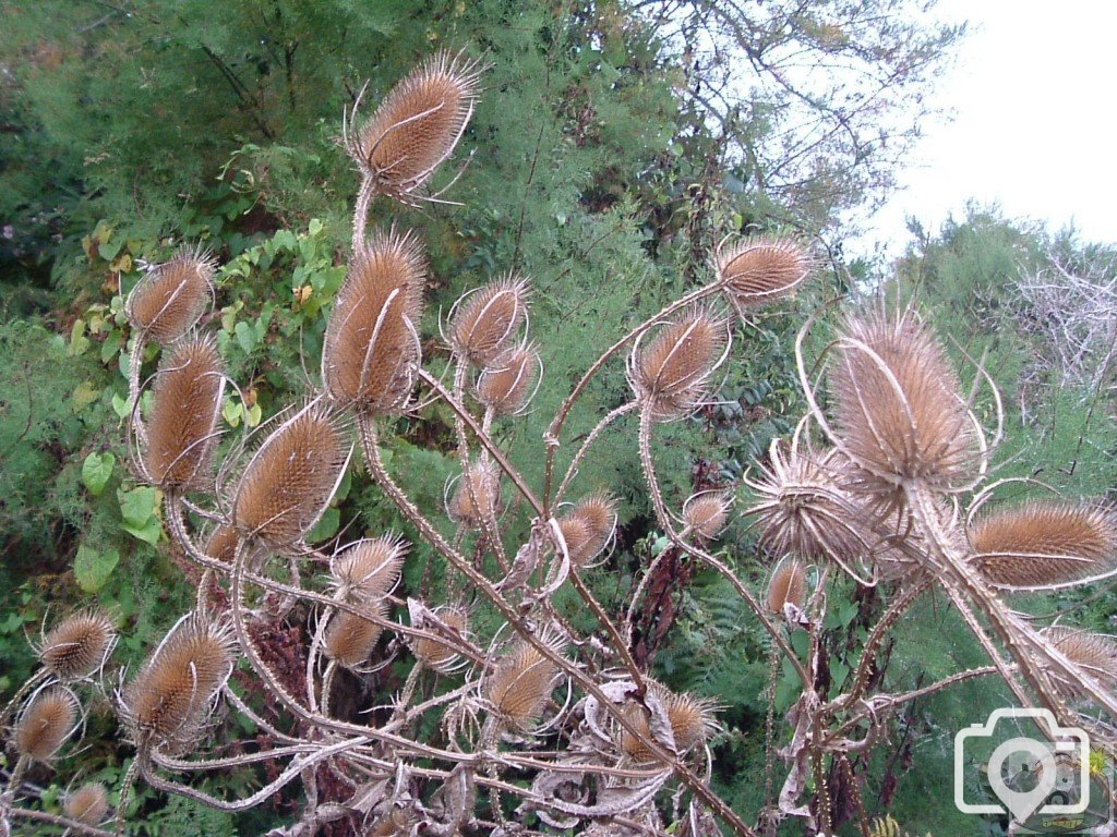 Teasels