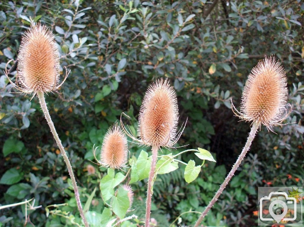 Teasels