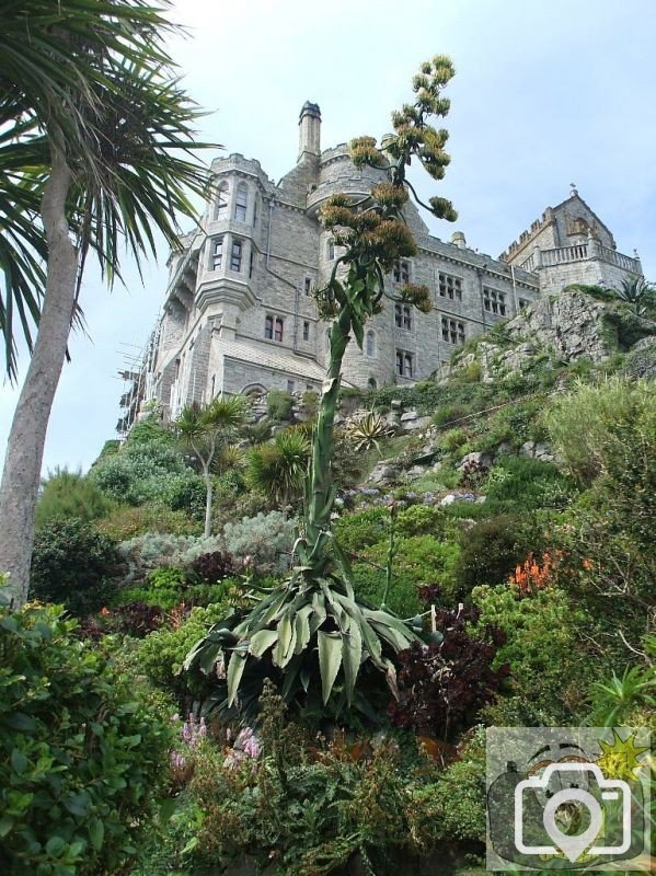 The Castle with an agave plant in the foreground - St Michael's Mount