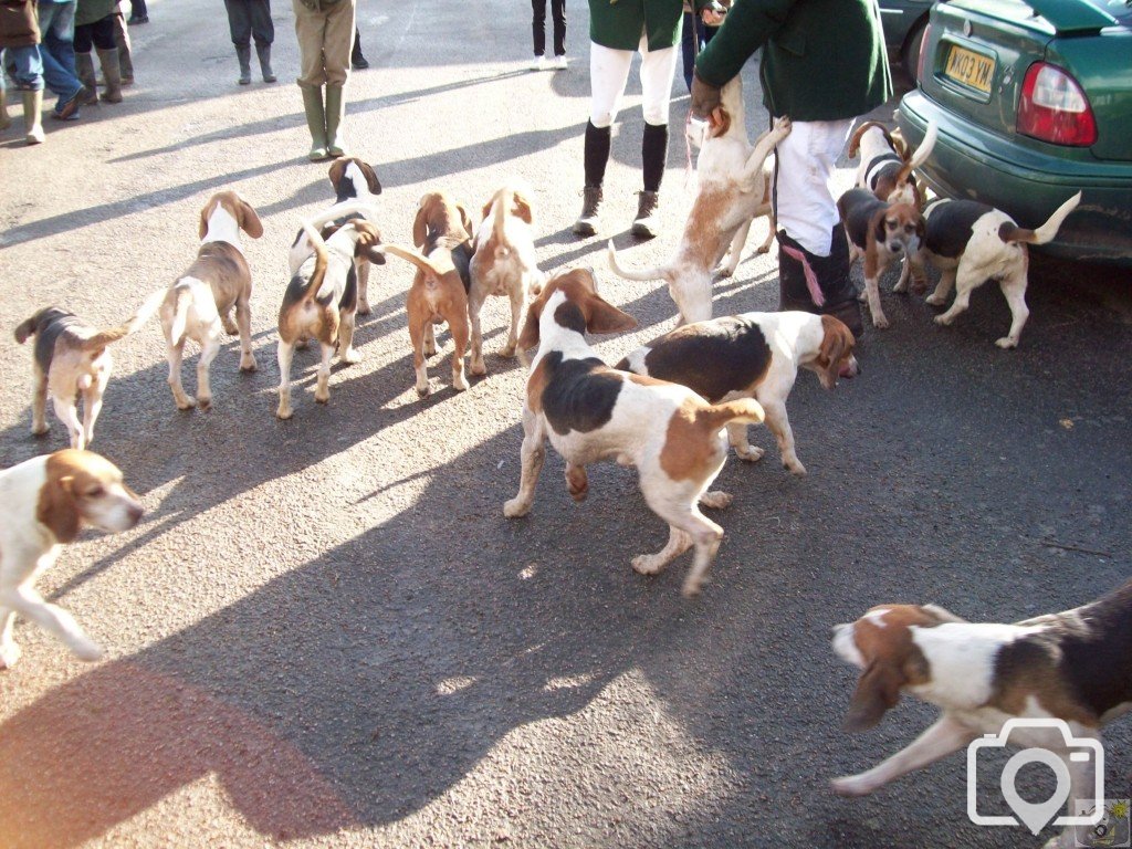 The Lambo Beagles
