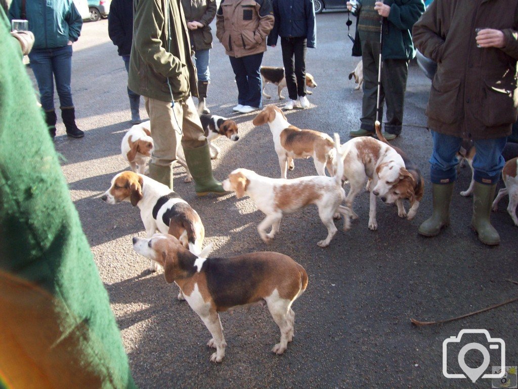 The Lambo Beagles