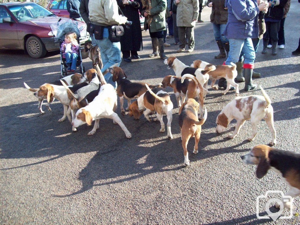 The Lambo Beagles