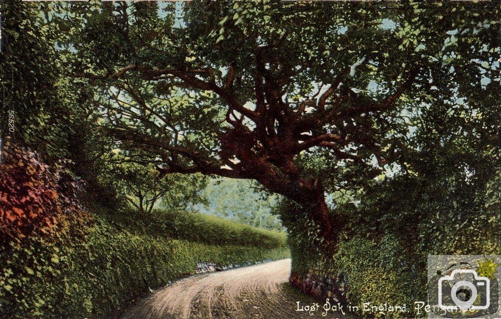 'The Last Oak in Penzance'. - Is it?