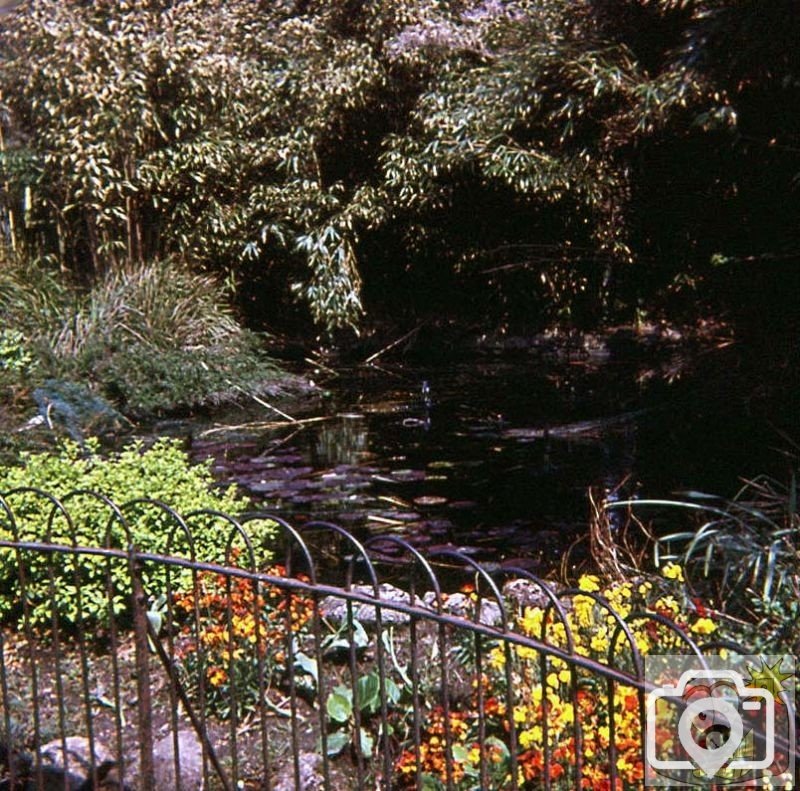 The lower goldfish pond in Morrab Gdns, 1977