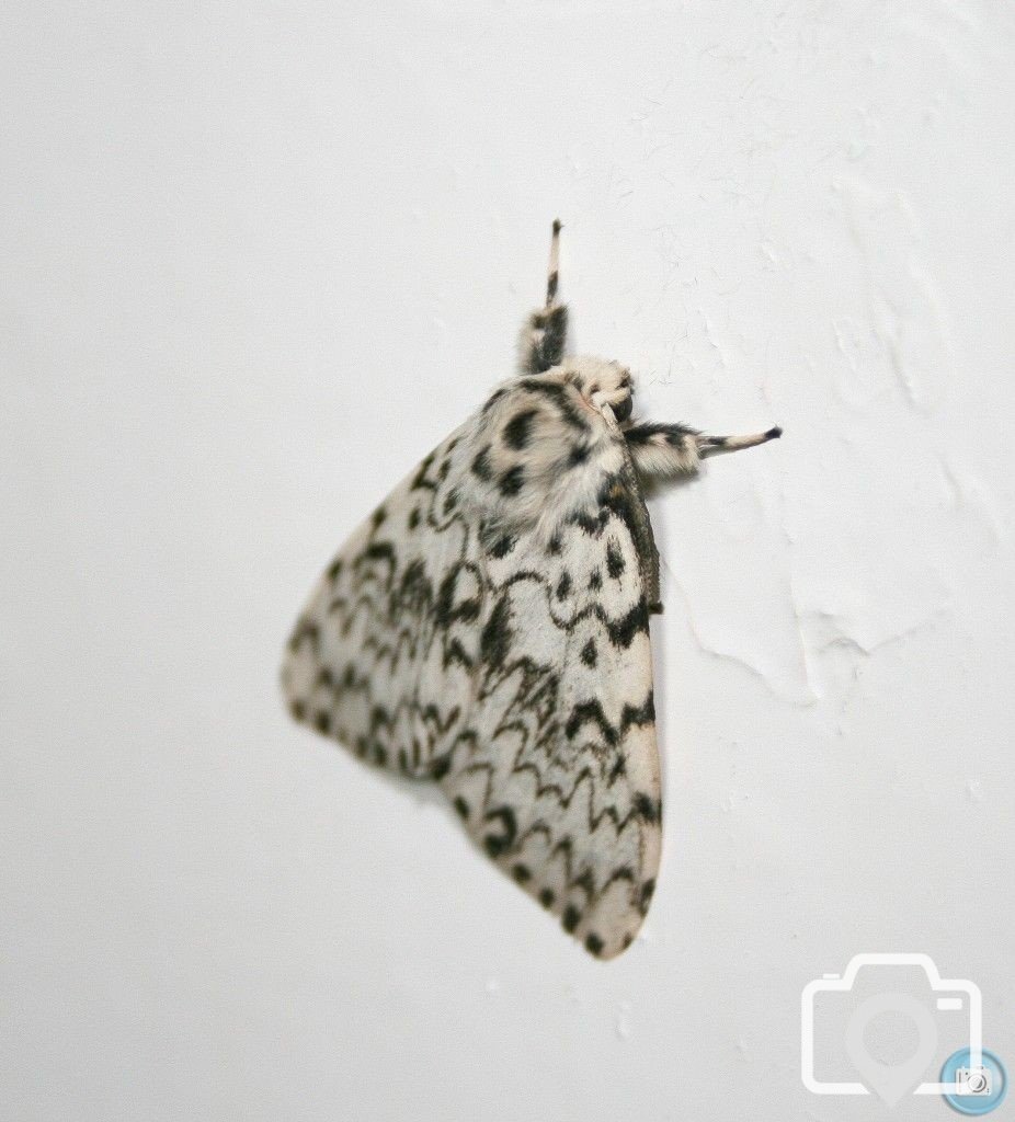 The Peppered Moth 2