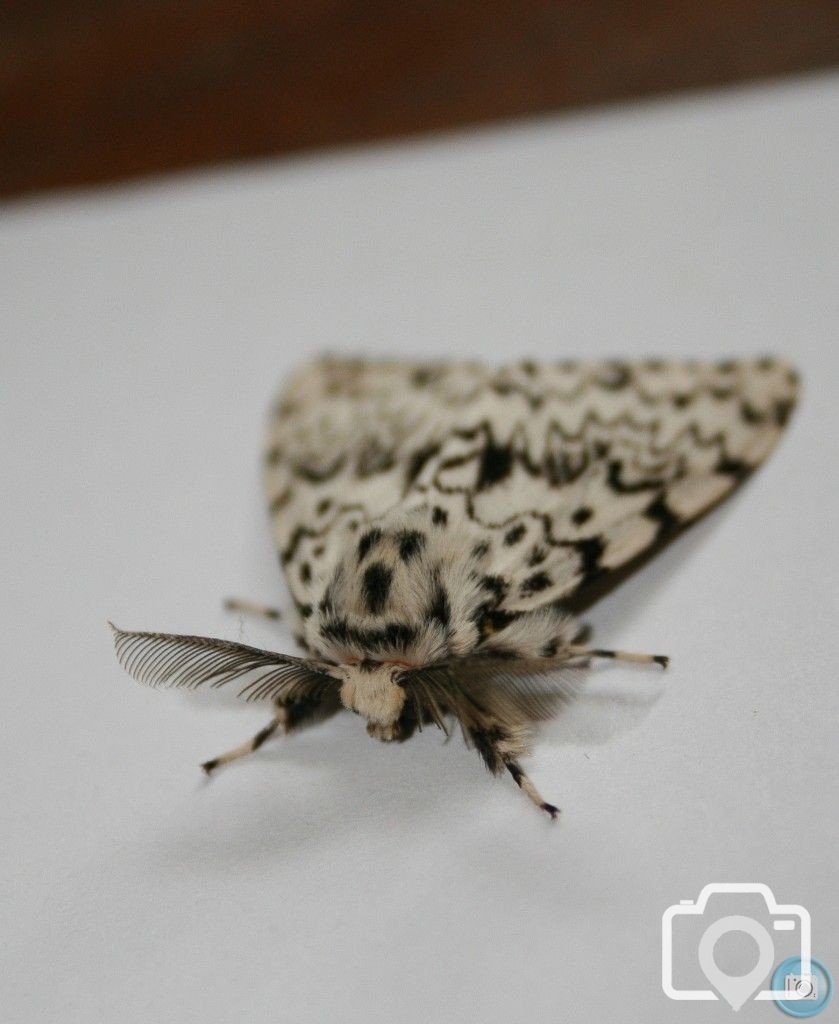 The Peppered Moth