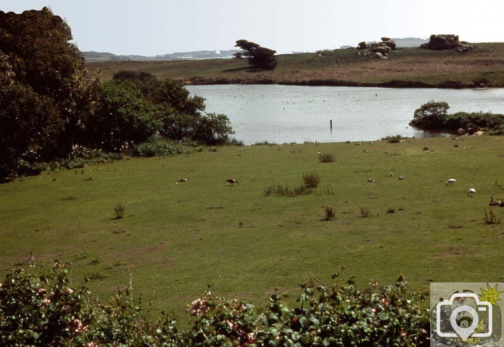 The pond and ducks, Tresco Gardens, Scilly