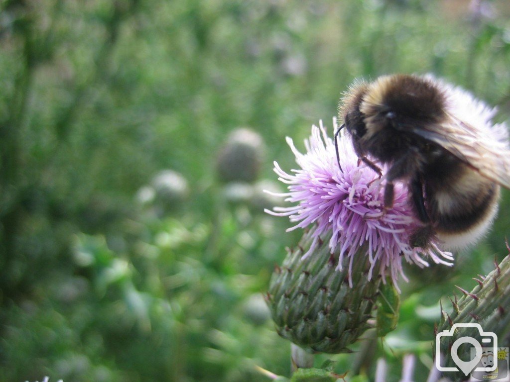 Thistle do nicely...