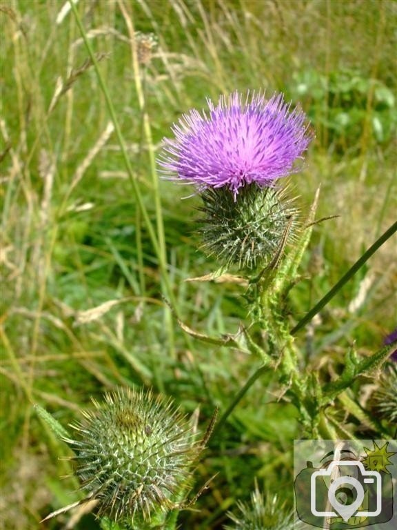 Thistle, Levant Mine