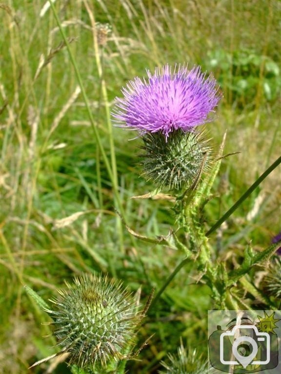 Thistle, Levant Mine