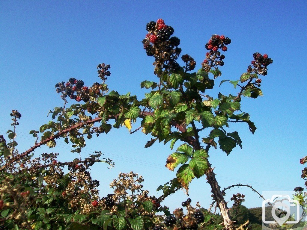 Thorny Fruits