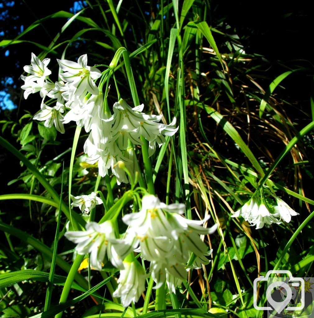 Three-cornered leek