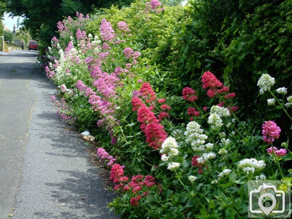 Three varieties of valerian: St John's Church area