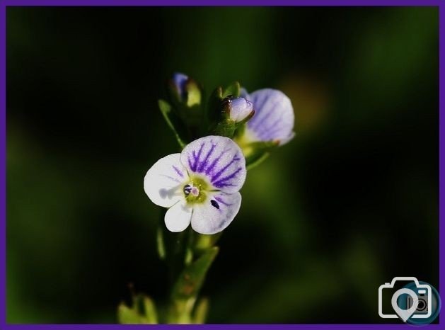 Thyme Leaved Speedwell