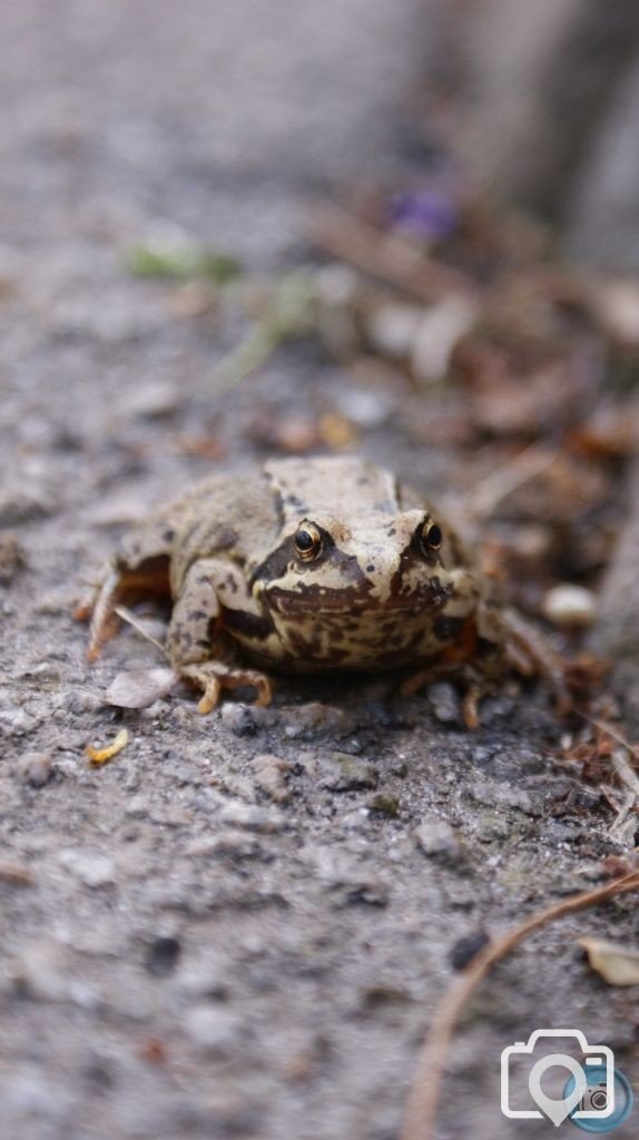 Toad in Heamoor