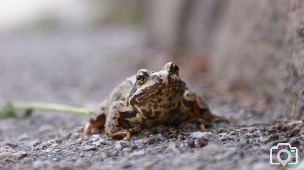 Toad in Heamoor