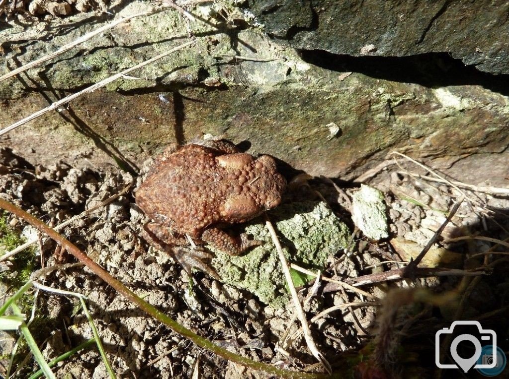 Toad of Penare Gardens