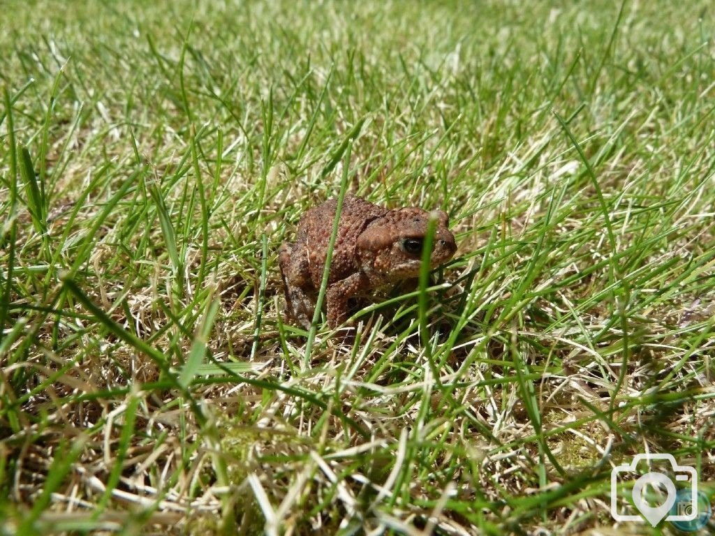Toad of Penare Gardens