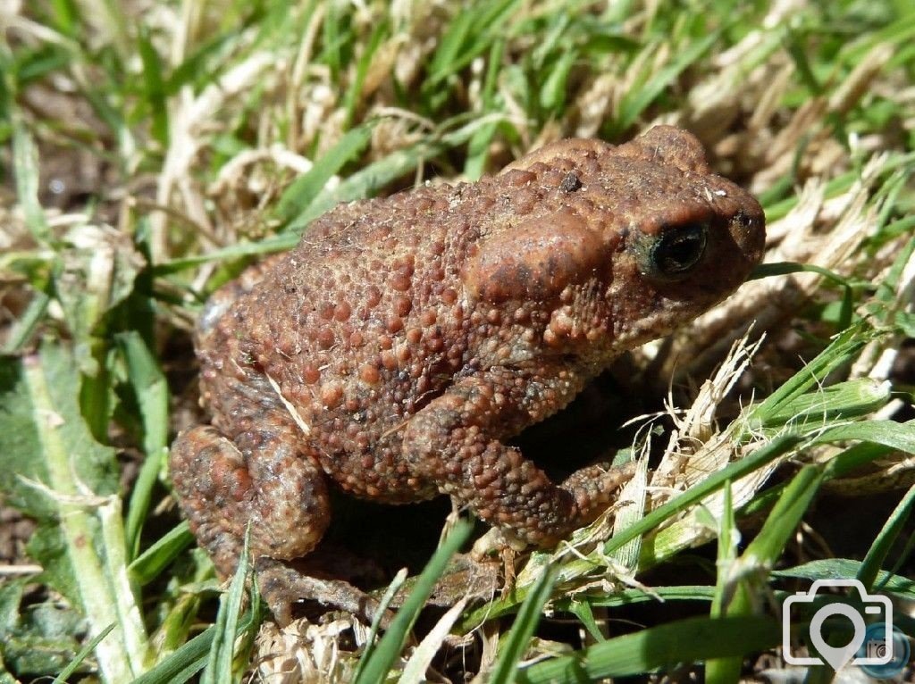 Toad of Penare Gardens