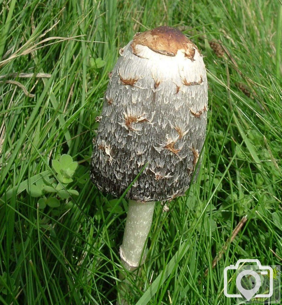 Toadstool - Please identify positively if you can
