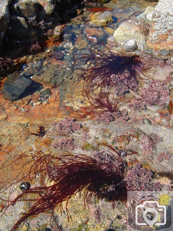 Tolcarne Rock Pool