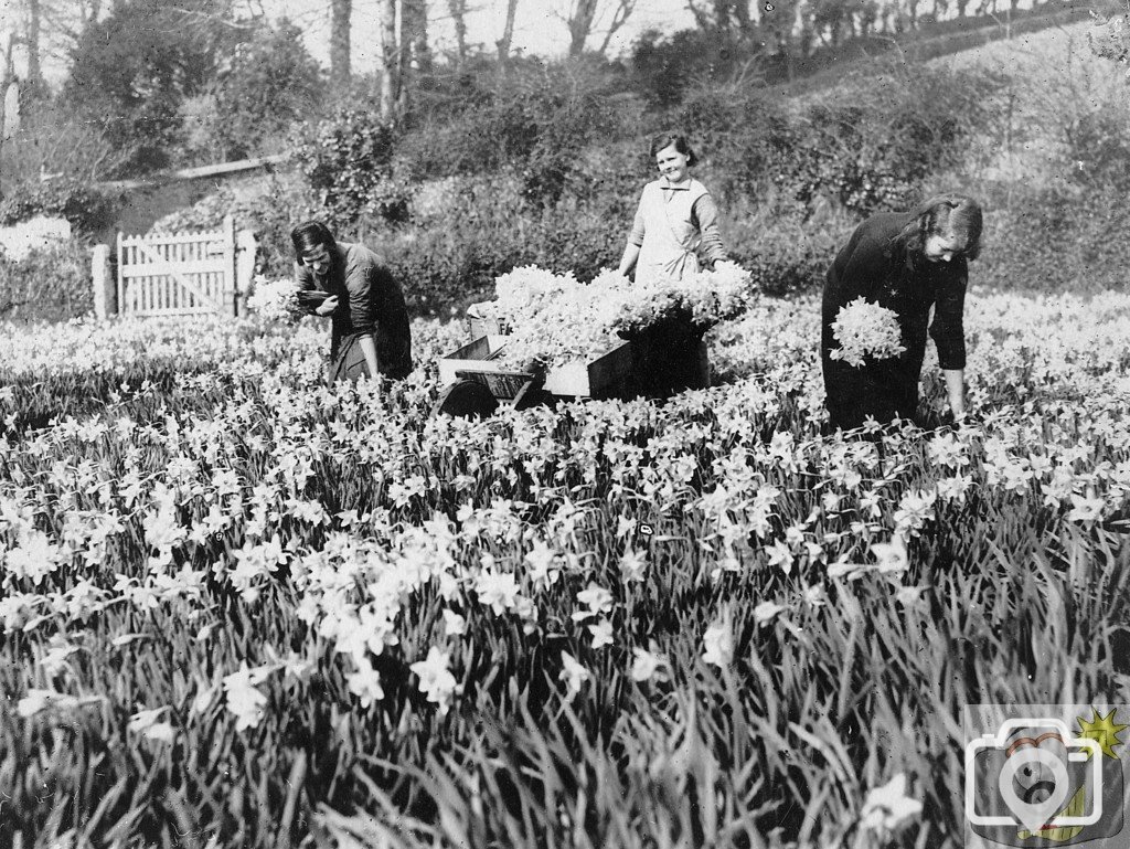 trannack farm treneere