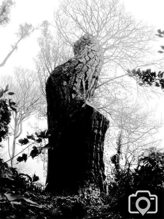 Tree Stump