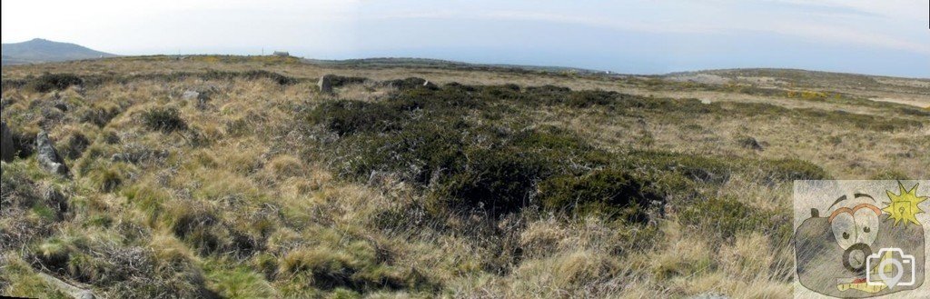 Treen Common