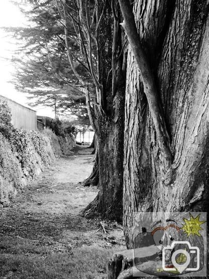Trees 1