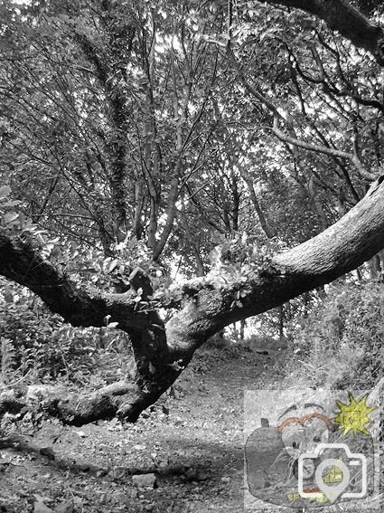 Trees 2