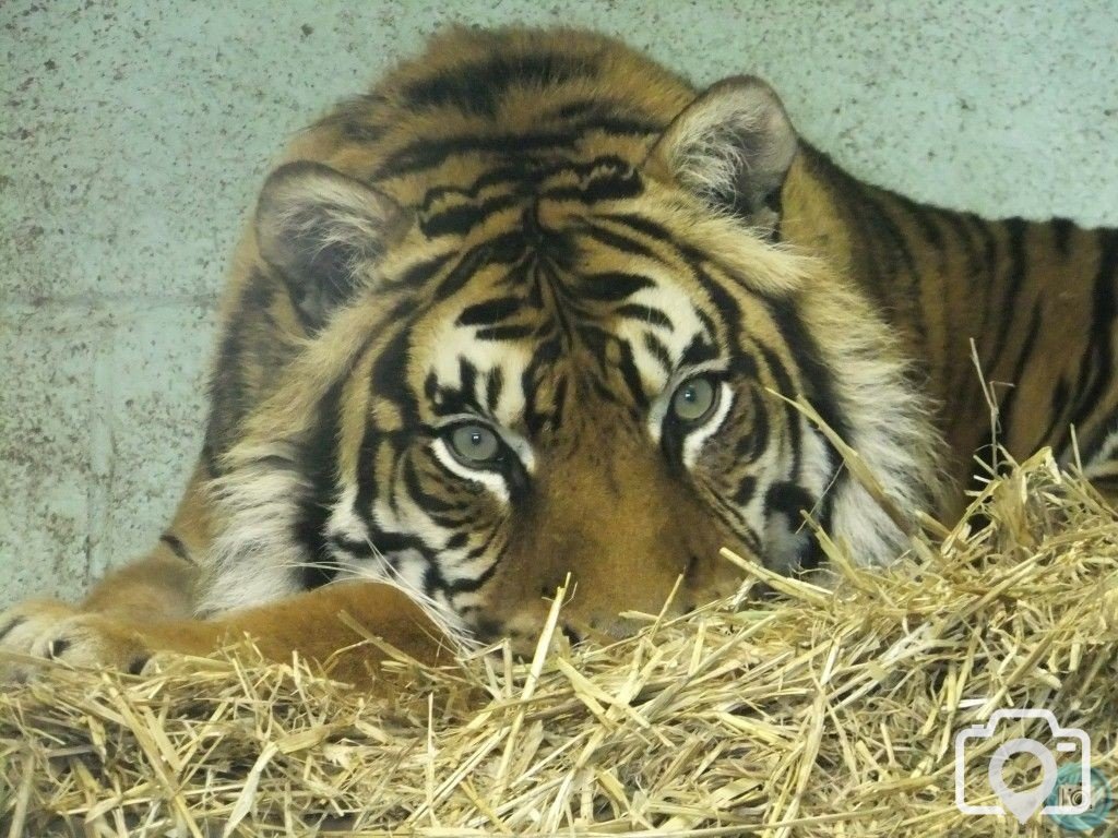 tregeseal tiger