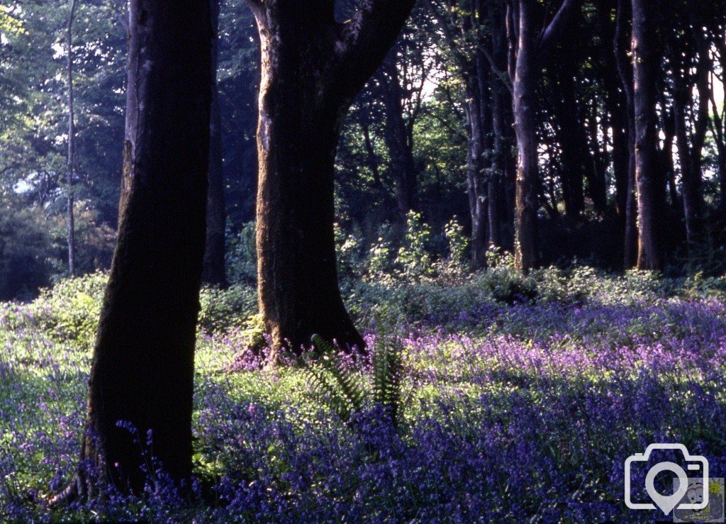 Trengwainton Gardens - c. May, 1978