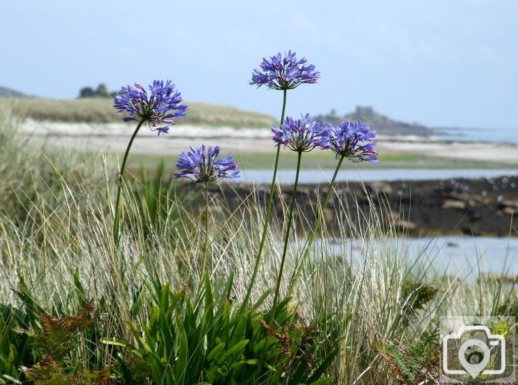Tresco Bays - 11