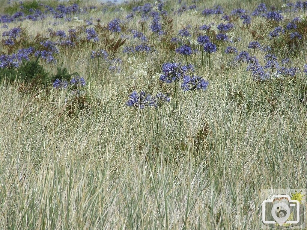 Tresco Bays - 15