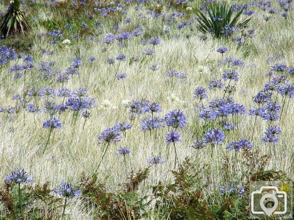 Tresco Bays - 16